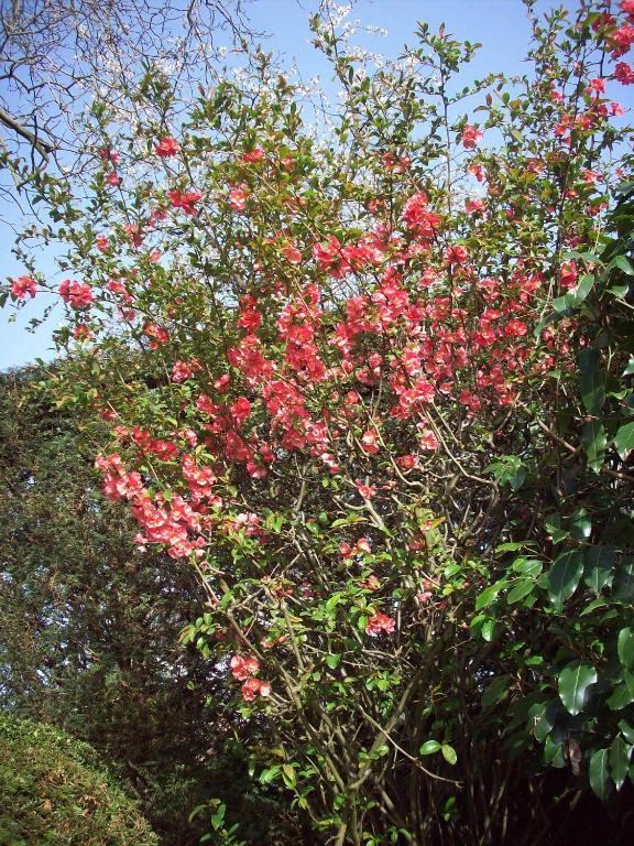 B&B La Buissonniere Xhoris Екстер'єр фото